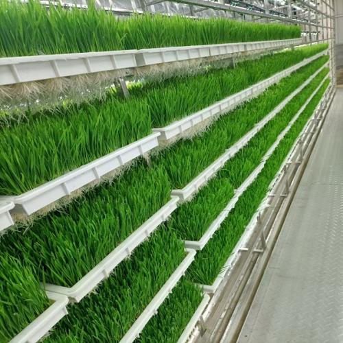 fodder plant for cattle
